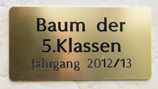 Die 5. Klassen haben einen neuen Baum gepflanzt
