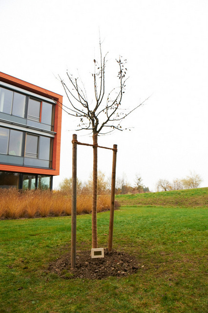 2012-11-15 GRG-Baum096