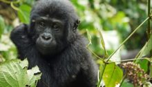 Sammelaktion: Ein Handy für den Gorilla