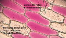 Eindrücke aus dem Biologieunterricht der 5. Klassen